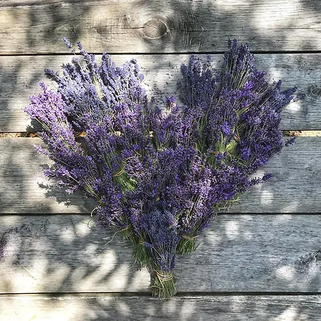 Casanita *
